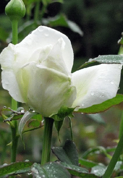 旧古河庭園の薔薇ユキサン