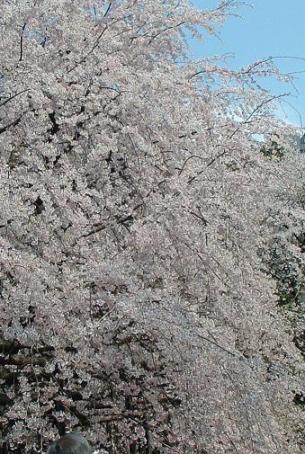 六義園枝垂桜３.jpg