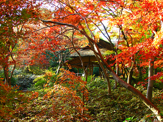 紅葉☆六義園