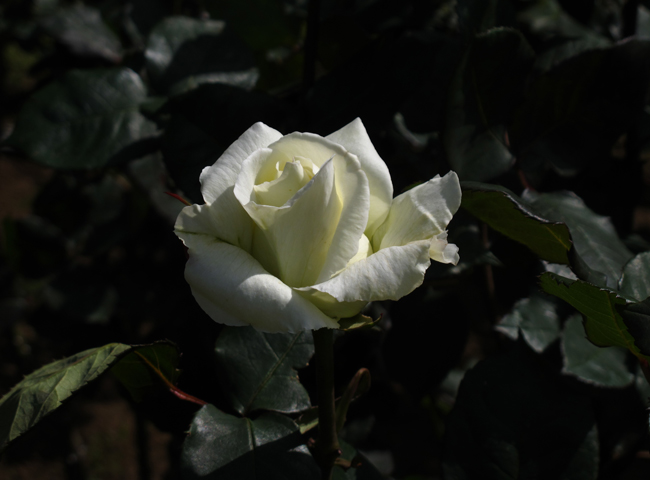 薔薇マダムサチ☆旧古河庭園