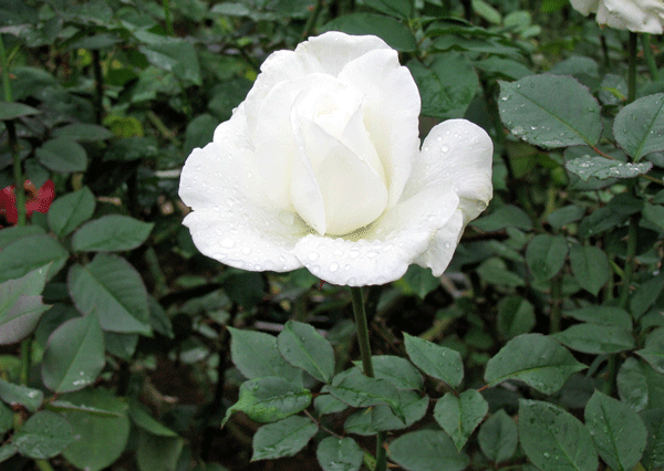 旧古河庭園の薔薇ユキサン