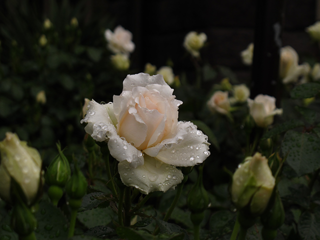 薔薇の雫☆旧古河庭園