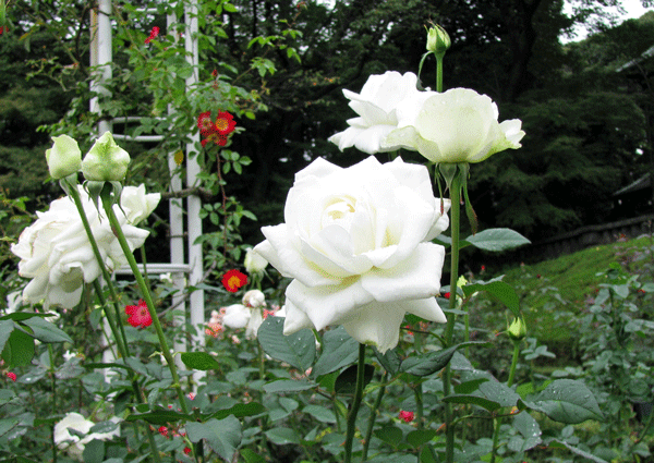 旧古河庭園の薔薇ユキサン