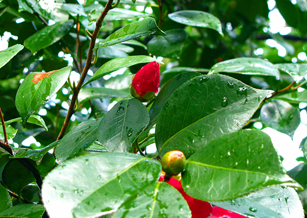 山茶花の蕾☆六義園