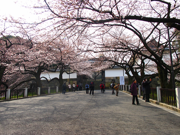 田安門の桜