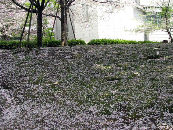 桜めぐり☆飛鳥山公園