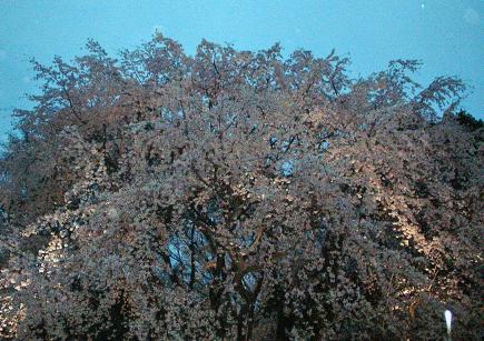 六義園枝垂桜夜景２.jpg