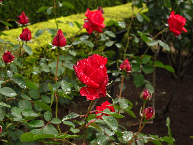 薔薇の雫☆旧古河庭園