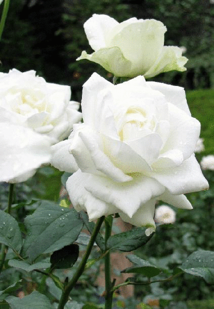 旧古河庭園の薔薇ユキサン