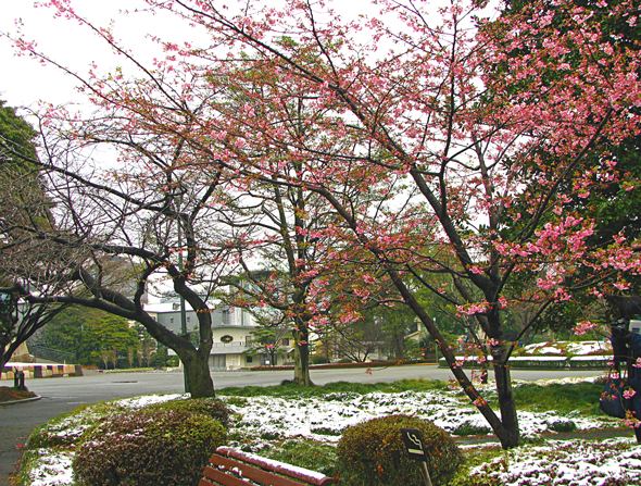 雪景色の中の桜☆皇居