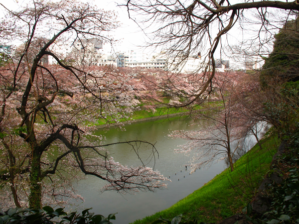 千鳥ｹ淵緑道桜を反対側から見ると☆北の丸公園