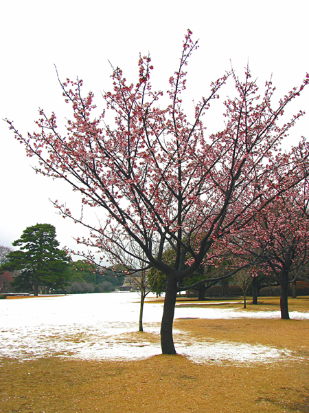 雪景色の中の桜☆皇居