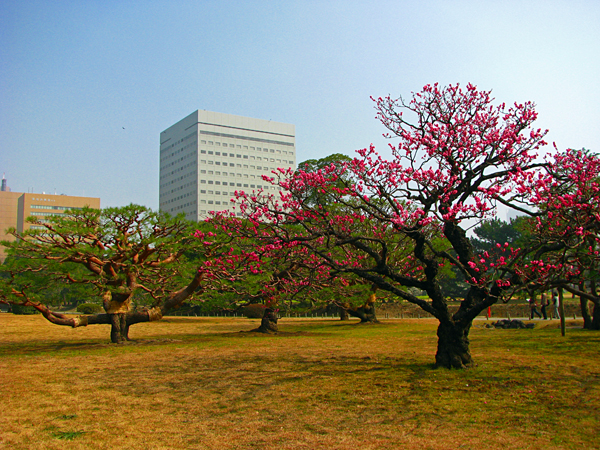 梅と松☆浜離宮庭園