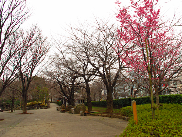 桜☆飛鳥山公園