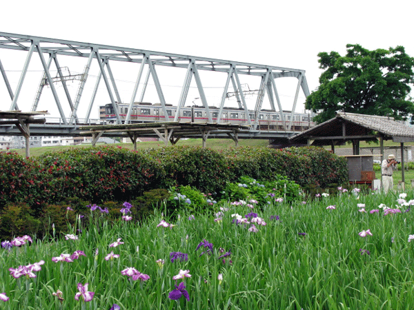 菖蒲☆葛飾区小岩菖蒲園