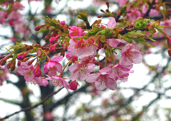 雪景色の中の桜☆皇居