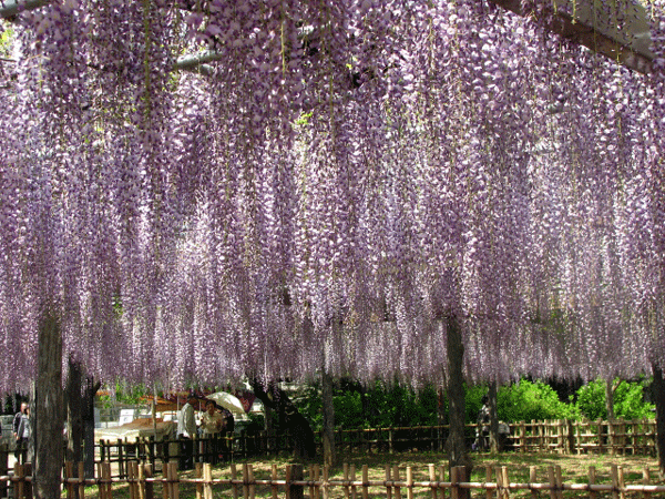 藤めぐり☆玉敷公園