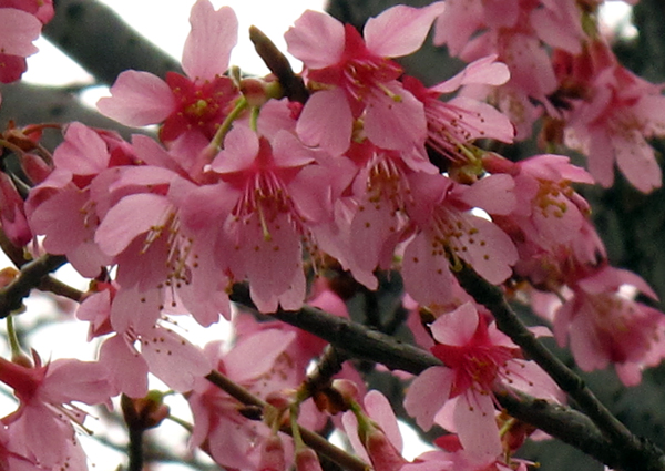 桜☆飛鳥山公園