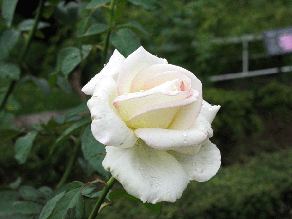 花　薔薇　初恋