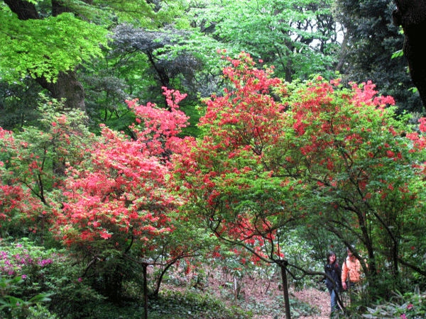 山つつじのトンネル☆六義園