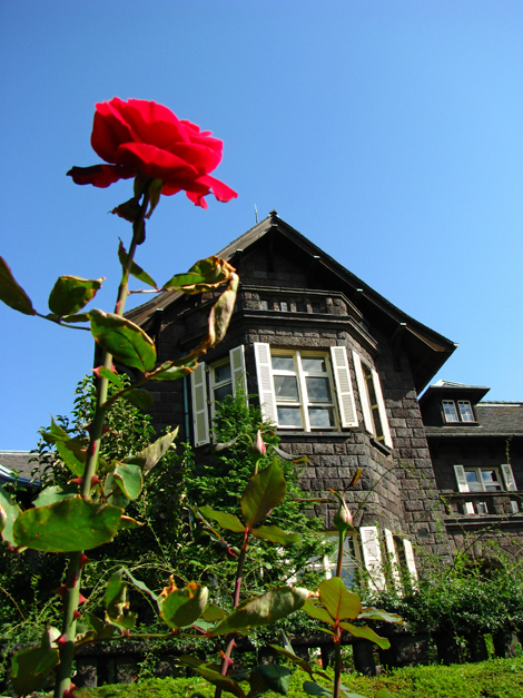 旧古河庭園☆秋の薔薇フェスタ