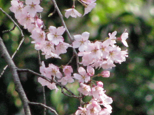 桜乱舞☆六義園