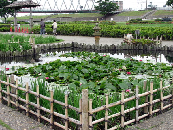 睡蓮☆葛飾区小岩菖蒲園