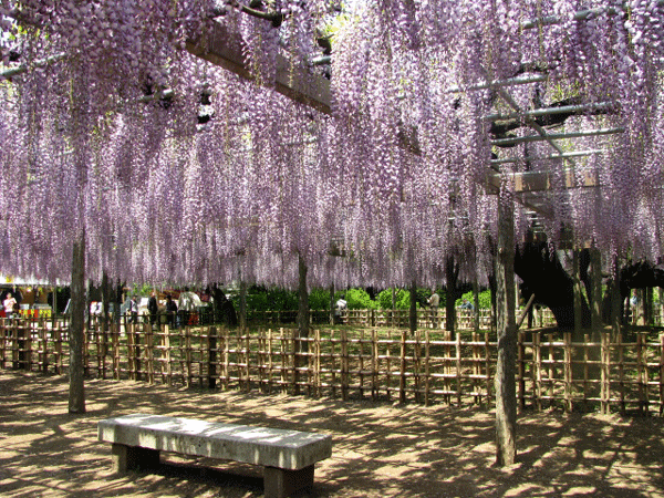 藤めぐり☆玉敷公園