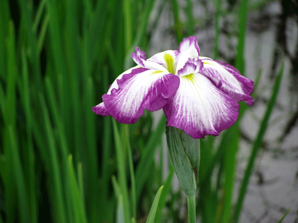 菖蒲☆葛飾区小岩菖蒲園