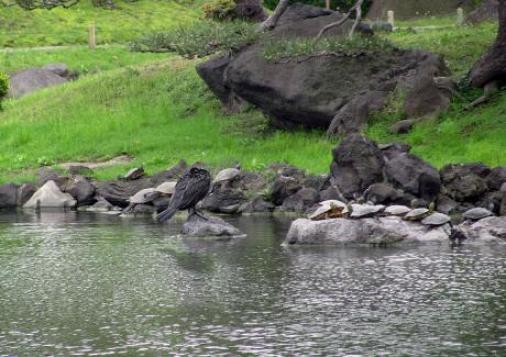 旧芝離宮恩賜庭園　亀甲羅干.jpg