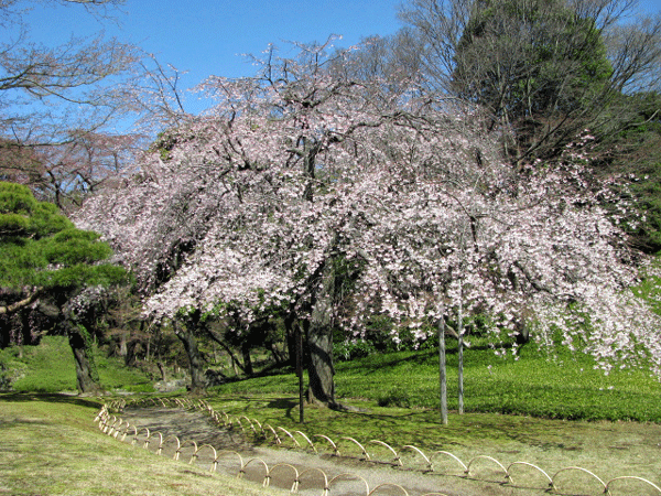 桜めぐり☆小石川後楽園