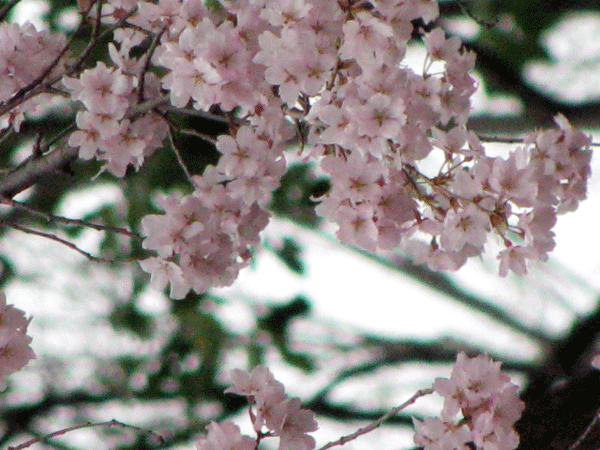 桜乱舞☆六義園