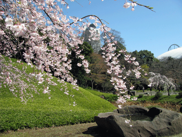 桜めぐり☆小石川後楽園