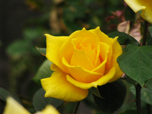 旧古河庭園☆秋の薔薇フェスタ