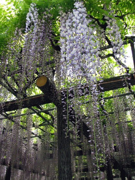 藤めぐり☆玉敷公園