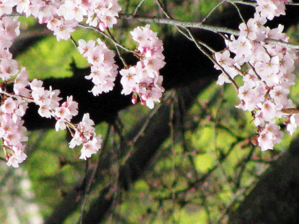 桜乱舞☆六義園です