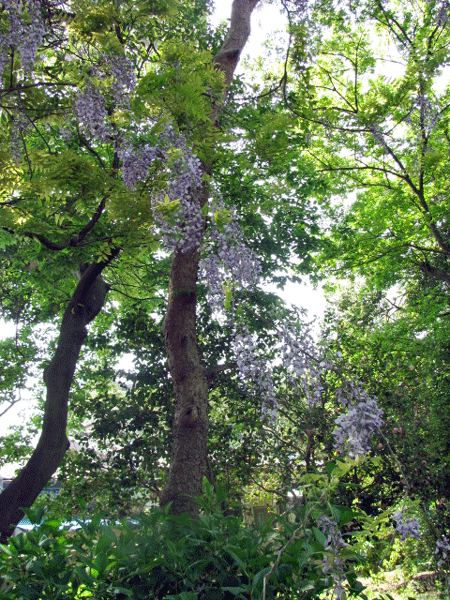 藤めぐり☆玉敷公園