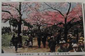 桜めぐり☆飛鳥山公園