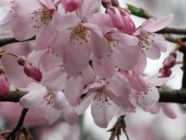 桜乱舞☆六義園