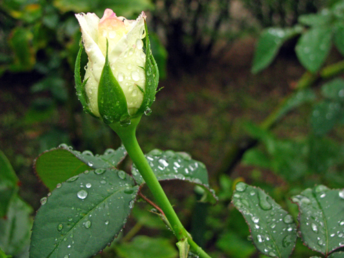 薔薇つぼみ