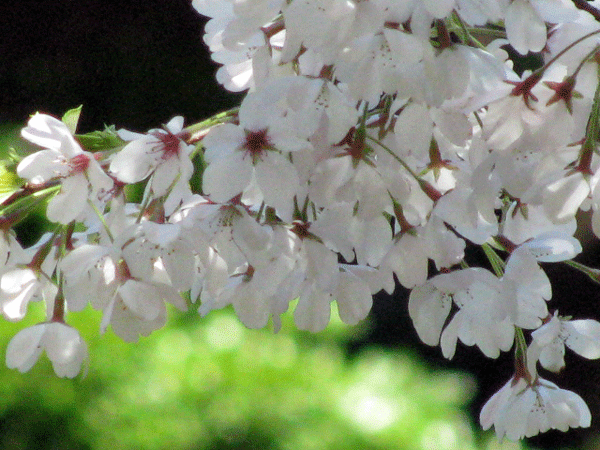 桜めぐり☆小石川後楽園