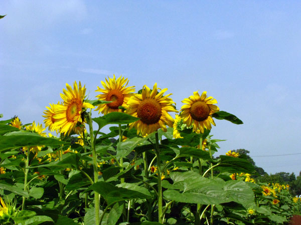 ひまわり畑あけぼの山農業公園☆千葉県柏市布施