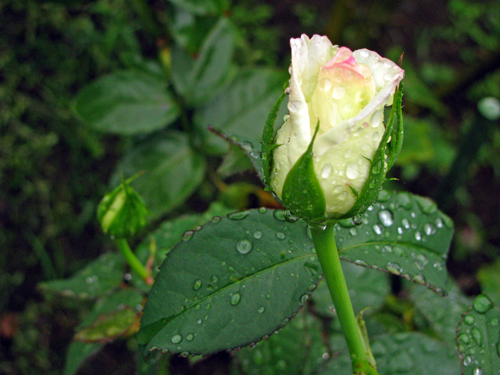 薔薇つぼみ