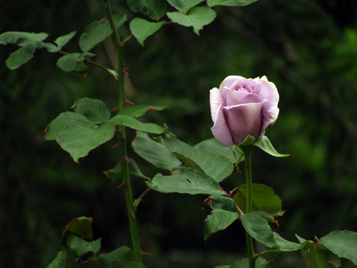 薔薇☆わたらせ