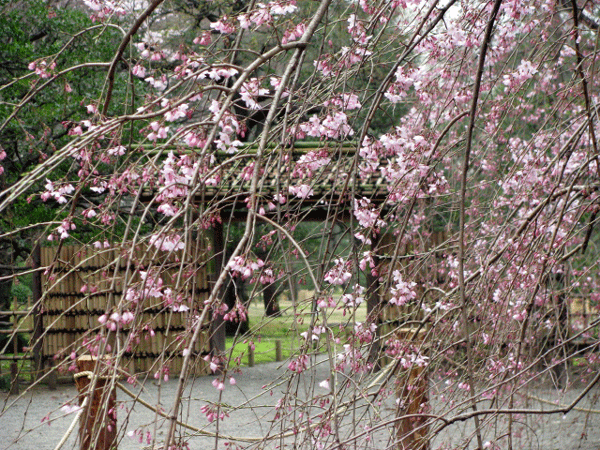 桜乱舞☆六義園