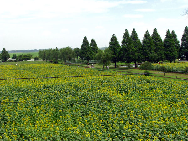 ひまわり畑あけぼの山農業公園☆千葉県柏市布施