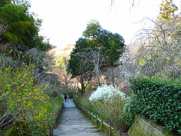 明月院☆鎌倉