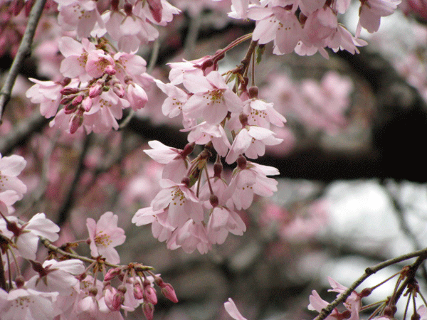 桜乱舞☆六義園