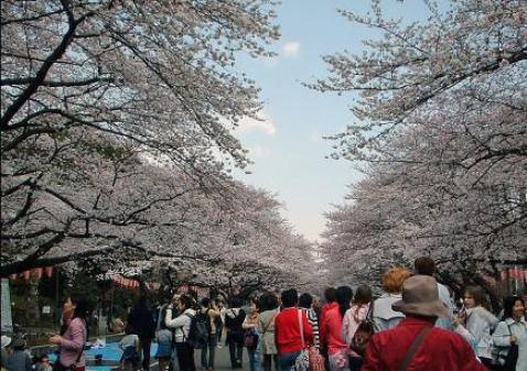 上野公園桜７.jpg