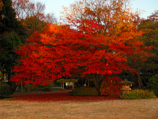 六義園紅葉ライトアップ